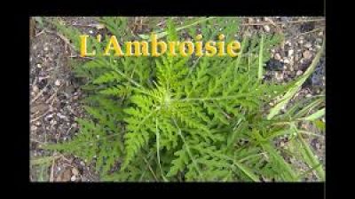 Ambroisie