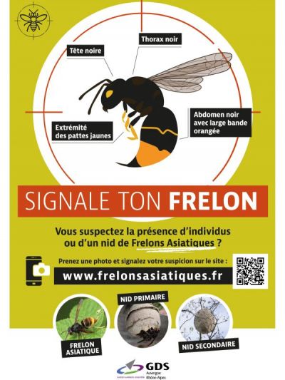 Photo Frelons asiatiques