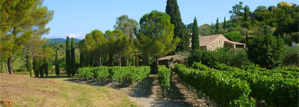 Vigne à Vignezac